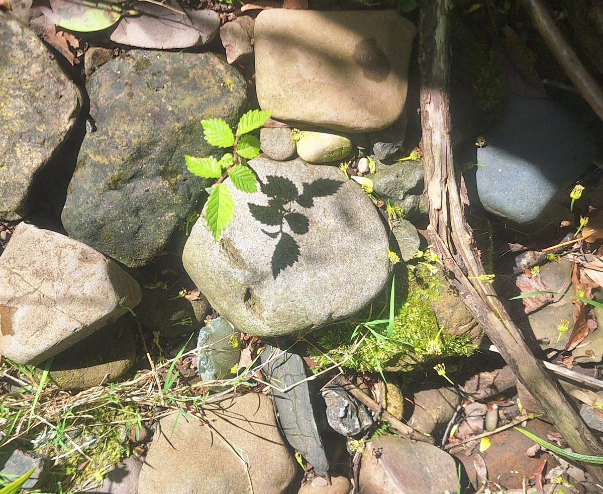 WOLCT's tweet photo. A morning wade through Colinton Dells for our volunteers, on the hunt for rubbish and invasive species.
6 Giant Hogweeds & a couple handfuls of Himalayan balsam dealt along with many bags of rubbish.
@Edinburgh_CC #inns https://t.co/6gGOWcz4pg