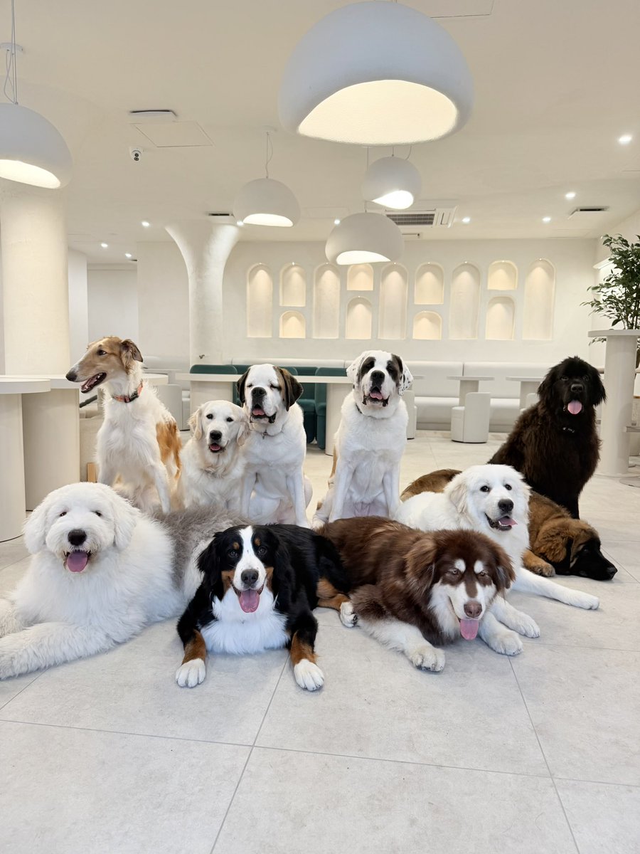 犬席屋 tweet media