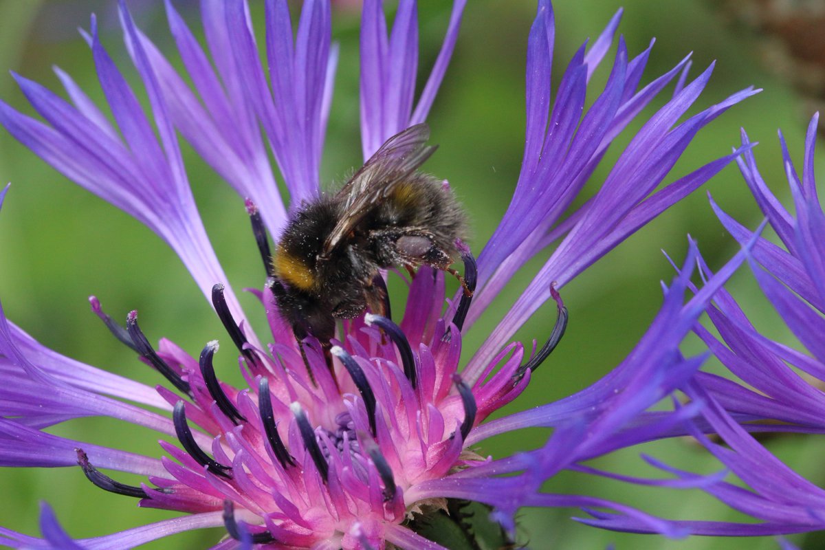 ThingsMid's tweet image. Bee-autiful bees in the garden #bees #gardenwildlife