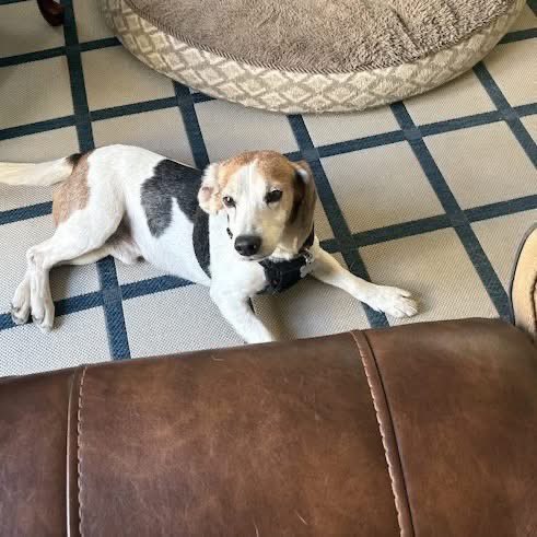 Adoptable senior beagle of the day-Waffles! tribeagles.org/product/waffle…
