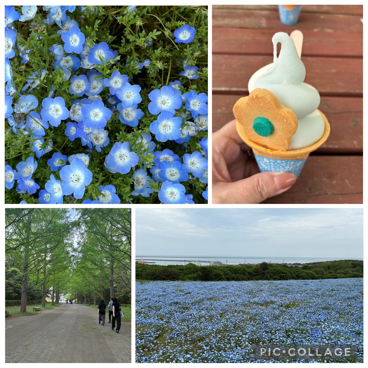 smansfan0122's tweet image. 昨日行ったとこ
見頃は過ぎてると書いてあったけど
一面綺麗だった🌼
そしてこれが何年振りかのGW家族揃ってのお出かけだった🚙
#ネモフィラ
#国営ひたち海浜公園