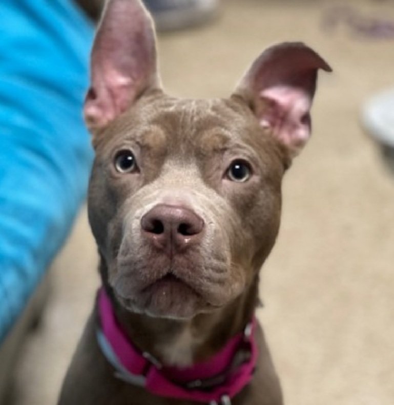 MorgFairsdogs's tweet image. Eggsy 251376
Relisted TBK 5/5
#NYCACC #RescueOnly 
He is an adorable 6 month old puppy  🐶 
Reports say 2 bites in history, but no details 
Puppies can be mouthy if not trained 🙄
All adult home 
Save Eggsy!
nycacc.app/browse/251376
#Pledge4Rescue #foster #adopt