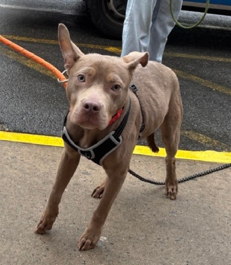 MorgFairsdogs's tweet image. Eggsy 251376
Relisted TBK 5/5
#NYCACC #RescueOnly 
He is an adorable 6 month old puppy  🐶 
Reports say 2 bites in history, but no details 
Puppies can be mouthy if not trained 🙄
All adult home 
Save Eggsy!
nycacc.app/browse/251376
#Pledge4Rescue #foster #adopt