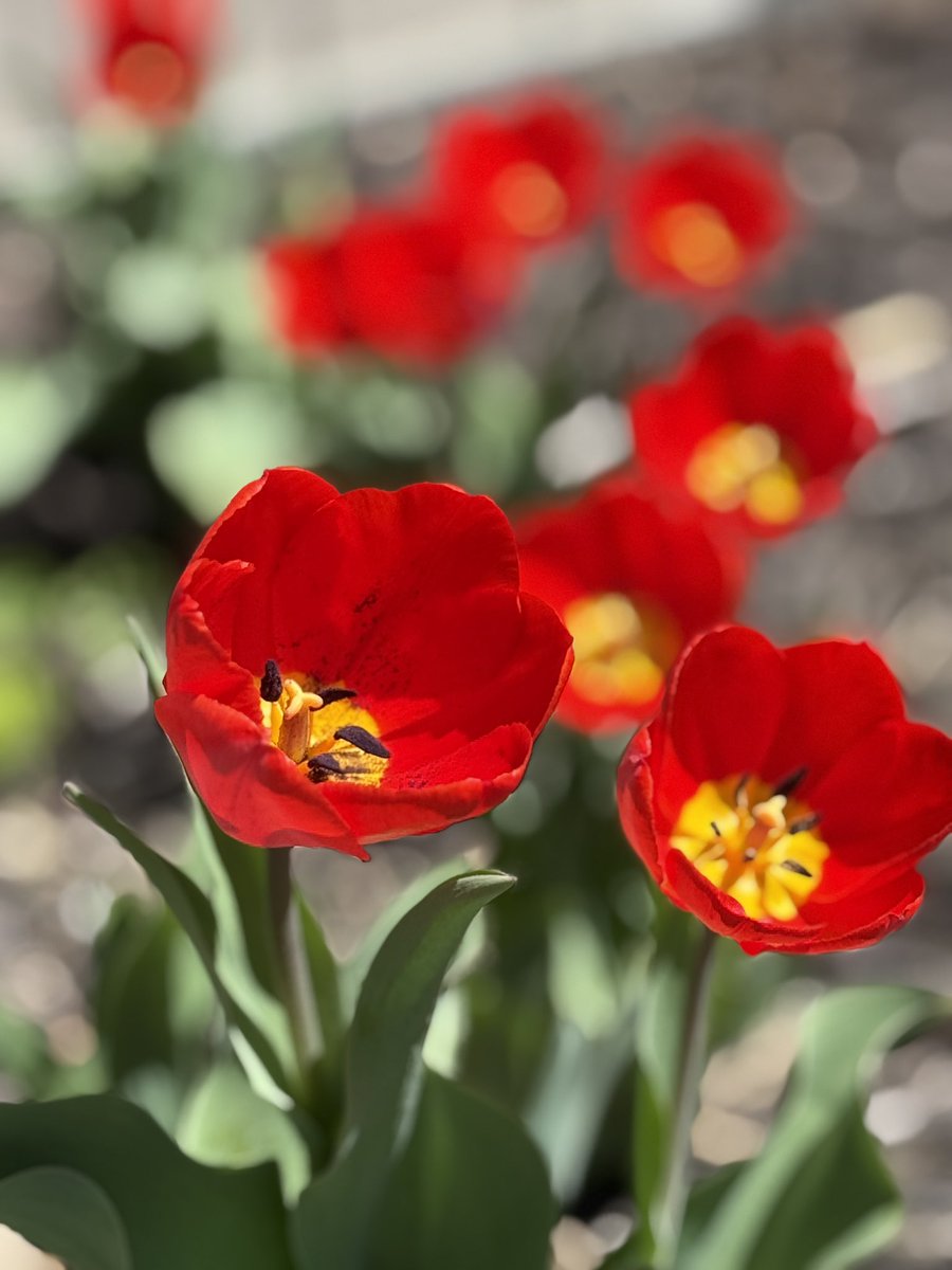 Morning Star Seeds tweet media