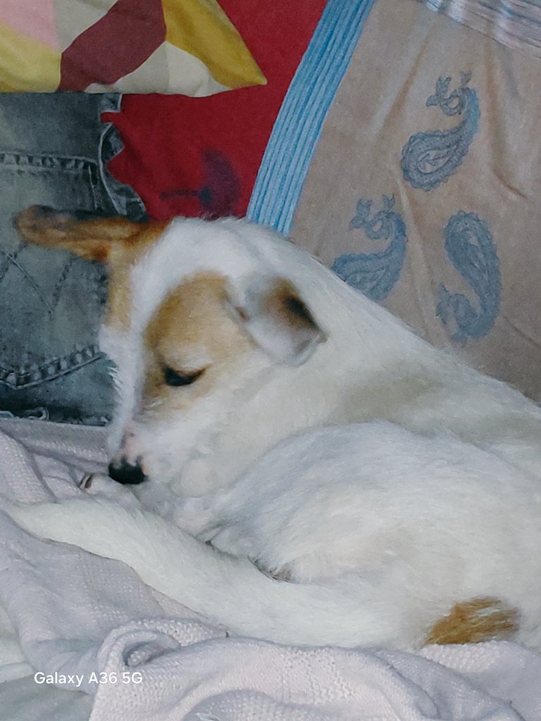 mabsota's tweet photo. للجميع ذو القلوب المحبة
لل #الكلاب
الي عندة بيت لديهم مساحة لتبني انثى  
( #Jack_Russell_Terrier)
س��تين او سنة ونصف 
متعلمة كما أراها وتسمع الاوردر وفاهمة 
طيوبة وذكية وهادية 
وتحب تلعب ايضا بس بحساب كما أراها
انتم عا،فين اني مريضة ولن اقدر على متابعتها لحين أصحابها يعرفون مكانها https://t.co/TDUkUWTA0i