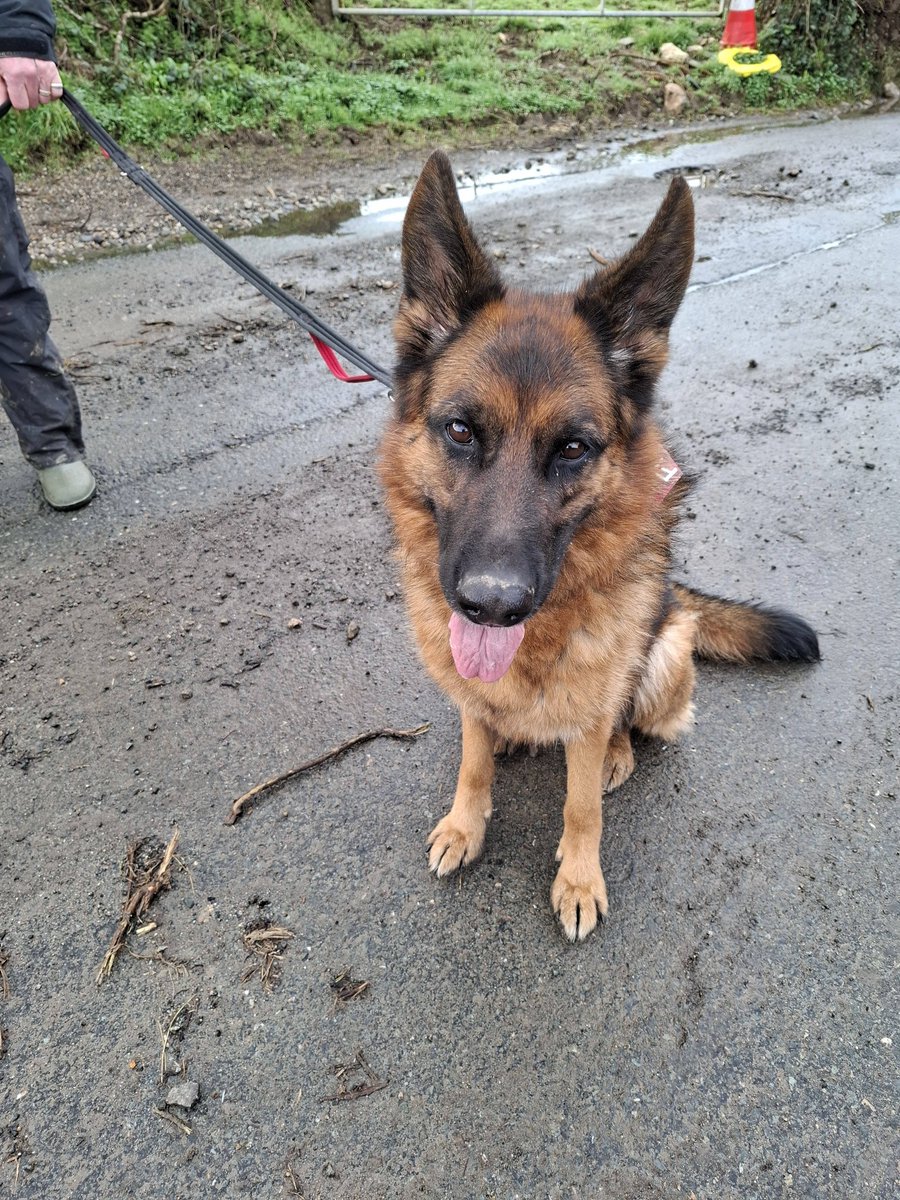 gsrescueelite's tweet image. Freya is 5yrs old and she is looking for a child and pet free home. Freya found a home but she did become very protective of her people and sadly came back so exp of this issue needed please 
#dogs #germanshepherd #Cornwall 
gsrelite.co.uk/freya-3/