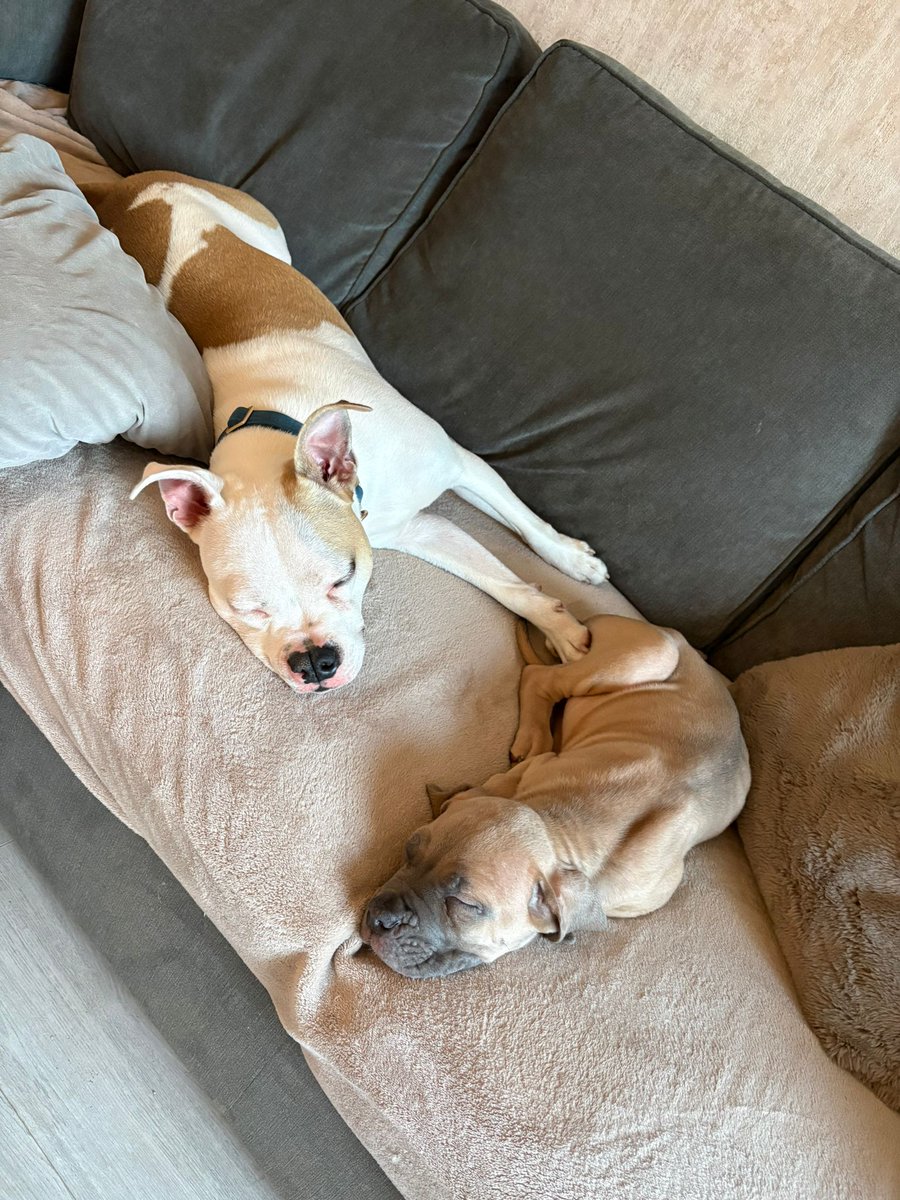 DT_Glasgow's tweet image. Bentley and Brian have got the right idea this #BankHoliday ! 😴
Bentley (left) is a previous DT resident who is now helping foster other pups! Our adoption team are currently looking for matches for Brian, so make sure you have an application in with us if you're interested! ❤️