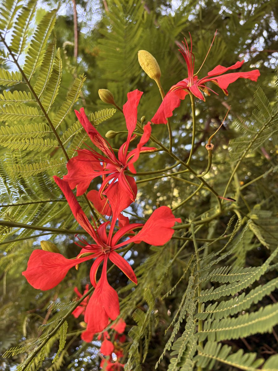 barbosavl's tweet image. Good morning with a Royal poinciana from Rio de Janeiro for #MagentaMonday 
I’m off for a stroll in Ipanema beach.
Have a fun day!
#flowers #holidays