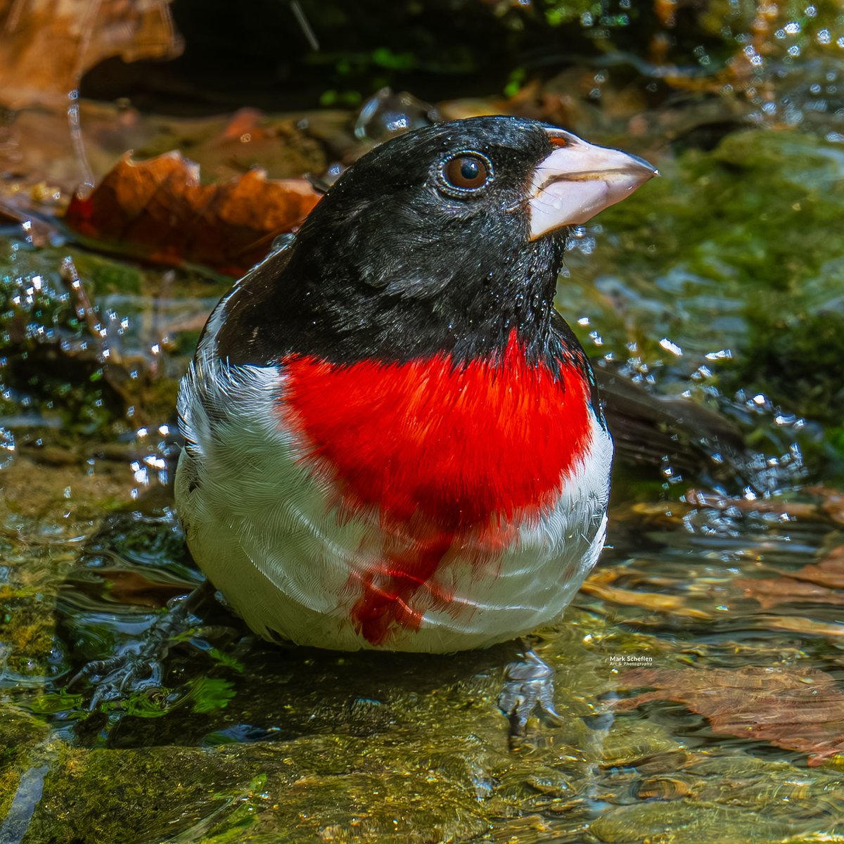 charlieschef's tweet image. Rose-breasted Grosbeak, Central Park, NYC  #birdcpp #rosebreastedgrosbeak #birds #bird #centralparknyc #biodiversity #birdseenin2026 #birdphotography #wildbirdphotography #conservationphotography markscheflen.com