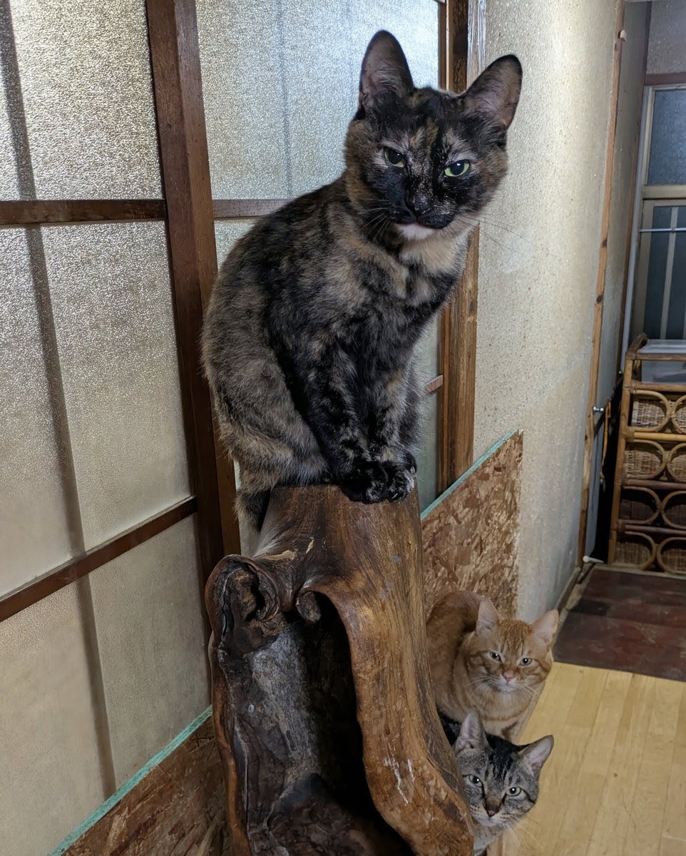 popncat tweet media
