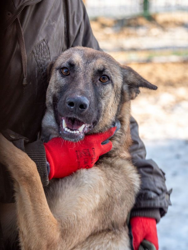 gsrescueelite's tweet image. Nika is around a year old and she was purchased before Christmas then promptly tied to a tree! Nika is a sweet girl but she will need a very exp and patient home to give her time to trust 
#dogs #germanshepherd #Cornwall 
gsrelite.co.uk/nika/