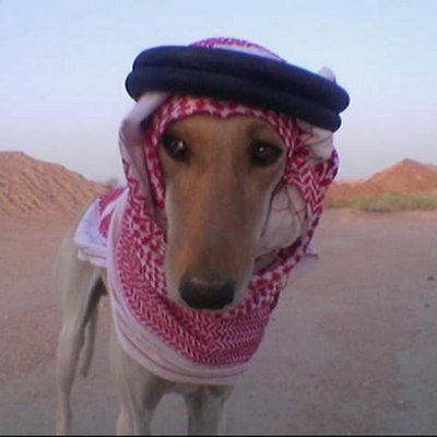 المصرى tweet media