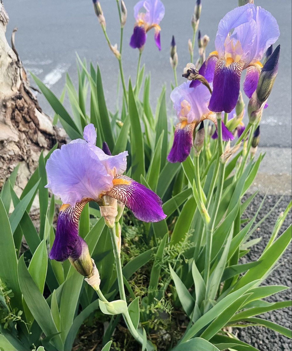 DLinnai's tweet photo. Slowly returning because there just isn’t enough engagement elsewhere. I’m burnt out on social media overall 🫥 
Not much going on. I got assigned a regular school &amp; it’s not far from me. 
春日部市, よろしくお願いします! 🥰
I hope everyone is enjoying the rest of springtime! https://t.co/SuszOfcbd5