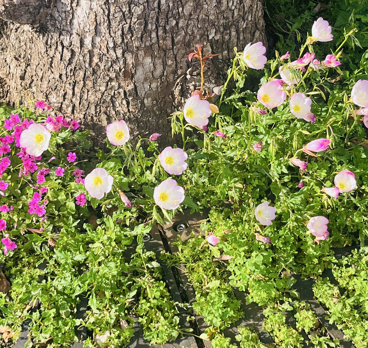 DLinnai's tweet photo. Slowly returning because there just isn’t enough engagement elsewhere. I’m burnt out on social media overall 🫥 
Not much going on. I got assigned a regular school &amp; it’s not far from me. 
春日部市, よろしくお願いします! 🥰
I hope everyone is enjoying the rest of springtime! https://t.co/SuszOfcbd5