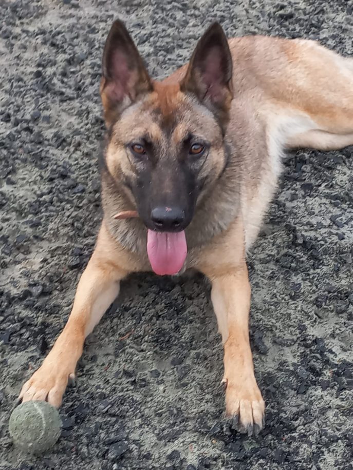 gsrescueelite's tweet image. Nika is around a year old and she was purchased before Christmas then promptly tied to a tree! Nika is a sweet girl but she will need a very exp and patient home to give her time to trust 
#dogs #germanshepherd #Cornwall 
gsrelite.co.uk/nika/