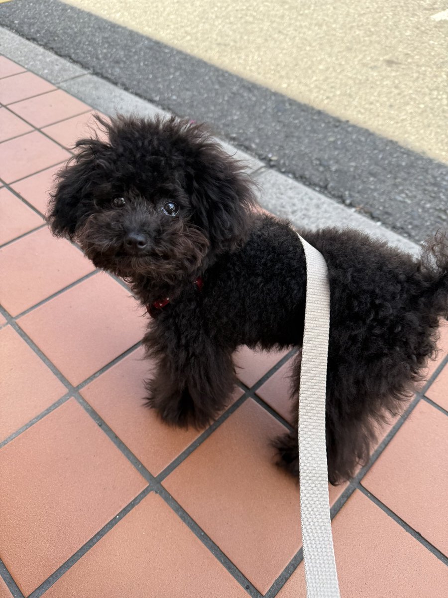 DS_Hirano's tweet photo. 白髪さんはうちのわんこになりたいそうです https://t.co/IIj3bdfj3W