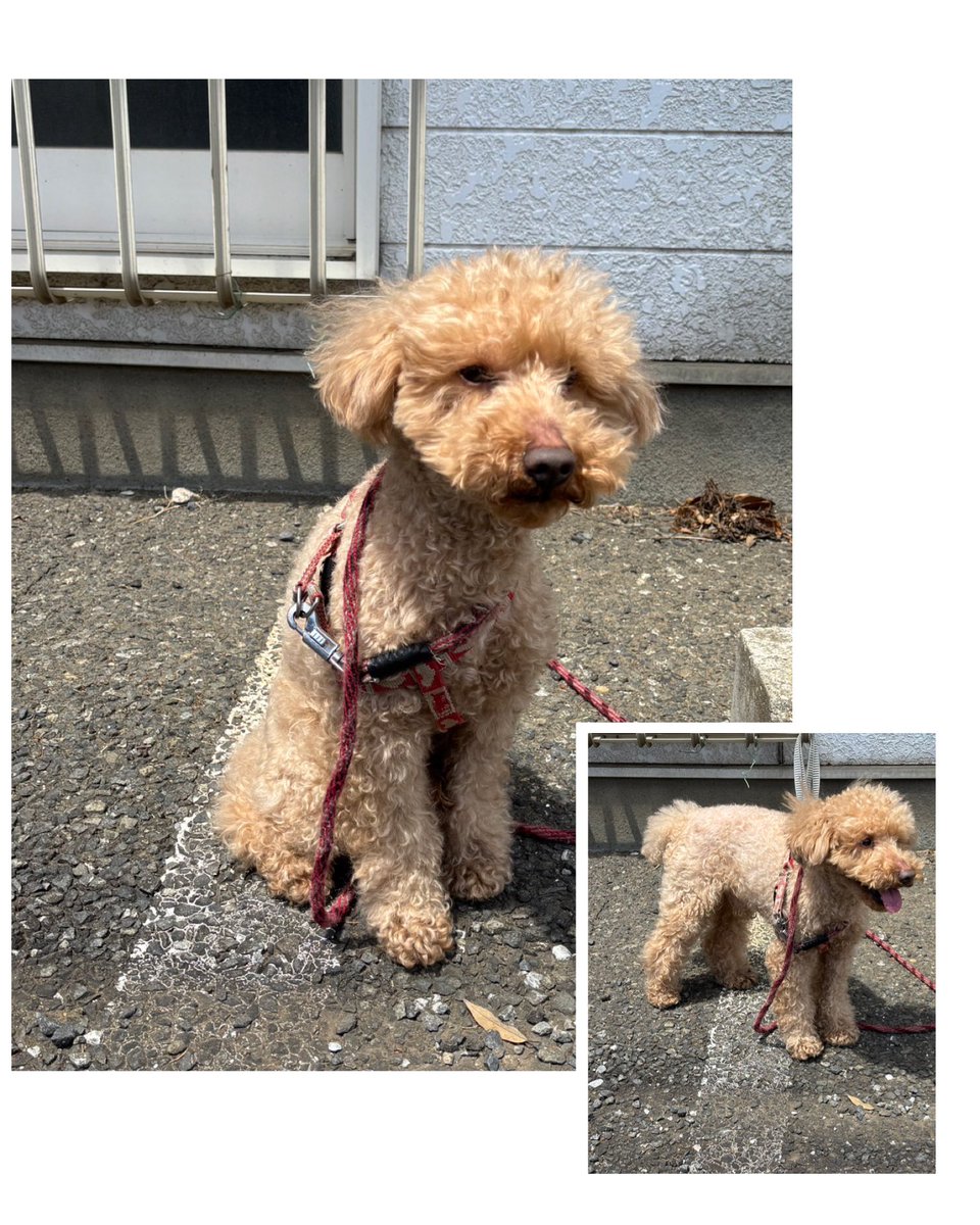 メイ様の居る暮らし tweet media