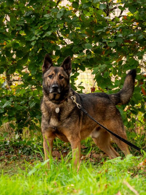 gsrescueelite's tweet image. Eric is 5yrs old and he can live with older kids. Eric can be a cheeky lad and pushes boundaries so he will need a home that can give him fair but firm boundaries and consistency 
#dogs #germanshepherd #Cornwall 
gsrelite.co.uk/eric-2/