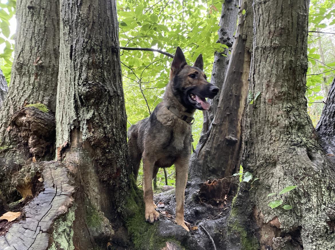 gsrescueelite's tweet image. Eric is 5yrs old and he can live with older kids. Eric can be a cheeky lad and pushes boundaries so he will need a home that can give him fair but firm boundaries and consistency 
#dogs #germanshepherd #Cornwall 
gsrelite.co.uk/eric-2/