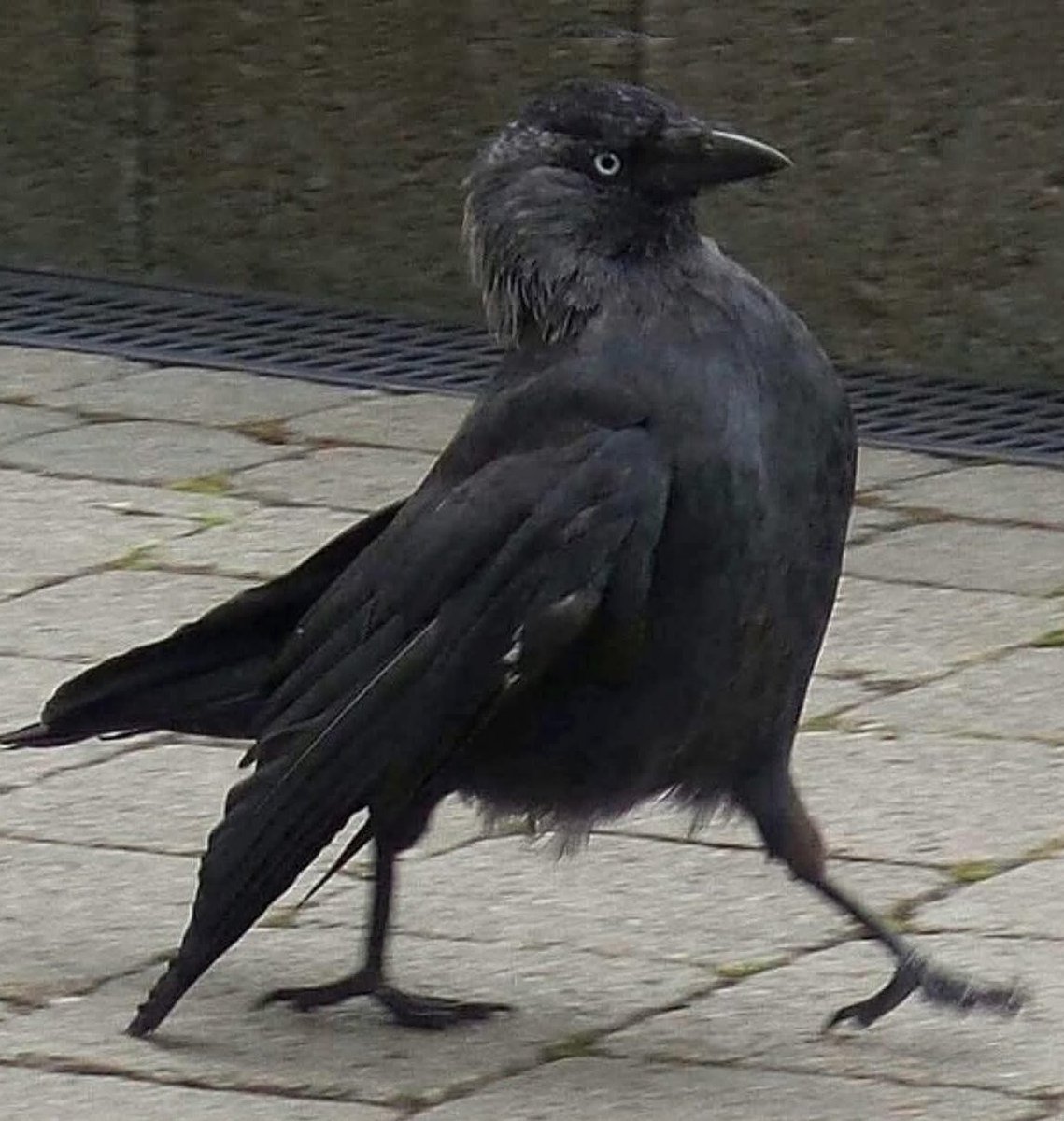 Raven tweet media
