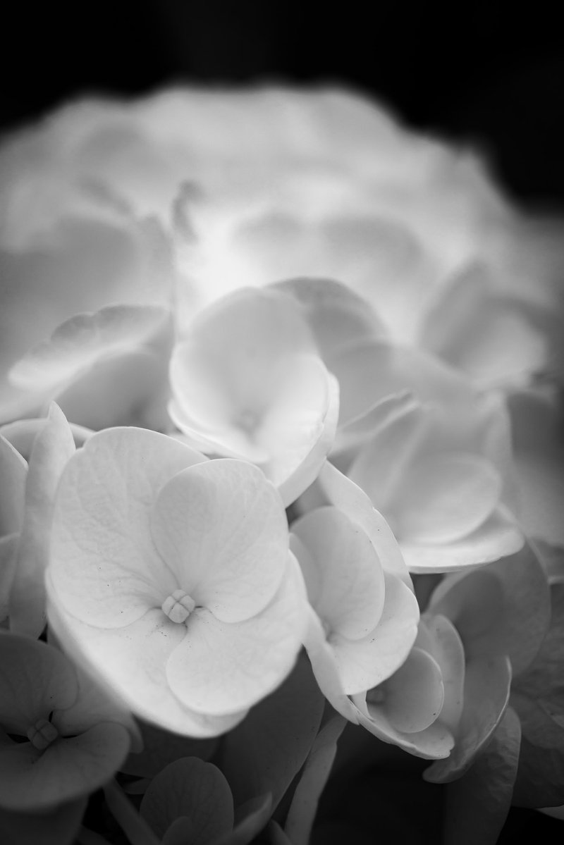 gw72b_hal's tweet image. 紫陽花

#photography #photooftheday