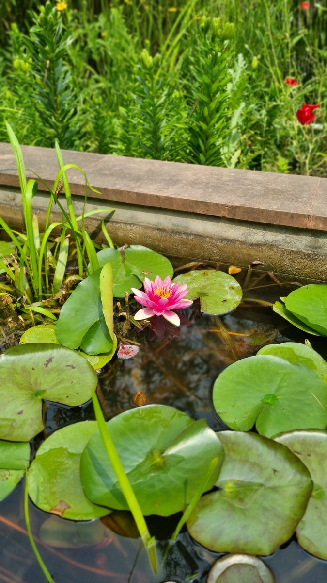 sharmapurnima1's tweet image. Shri Aurobindo Ashram,  Ramgarh,  Uttarakhand 

#Hills #blessings #uttarakhand #Madhuban #serenity #Ramgarh