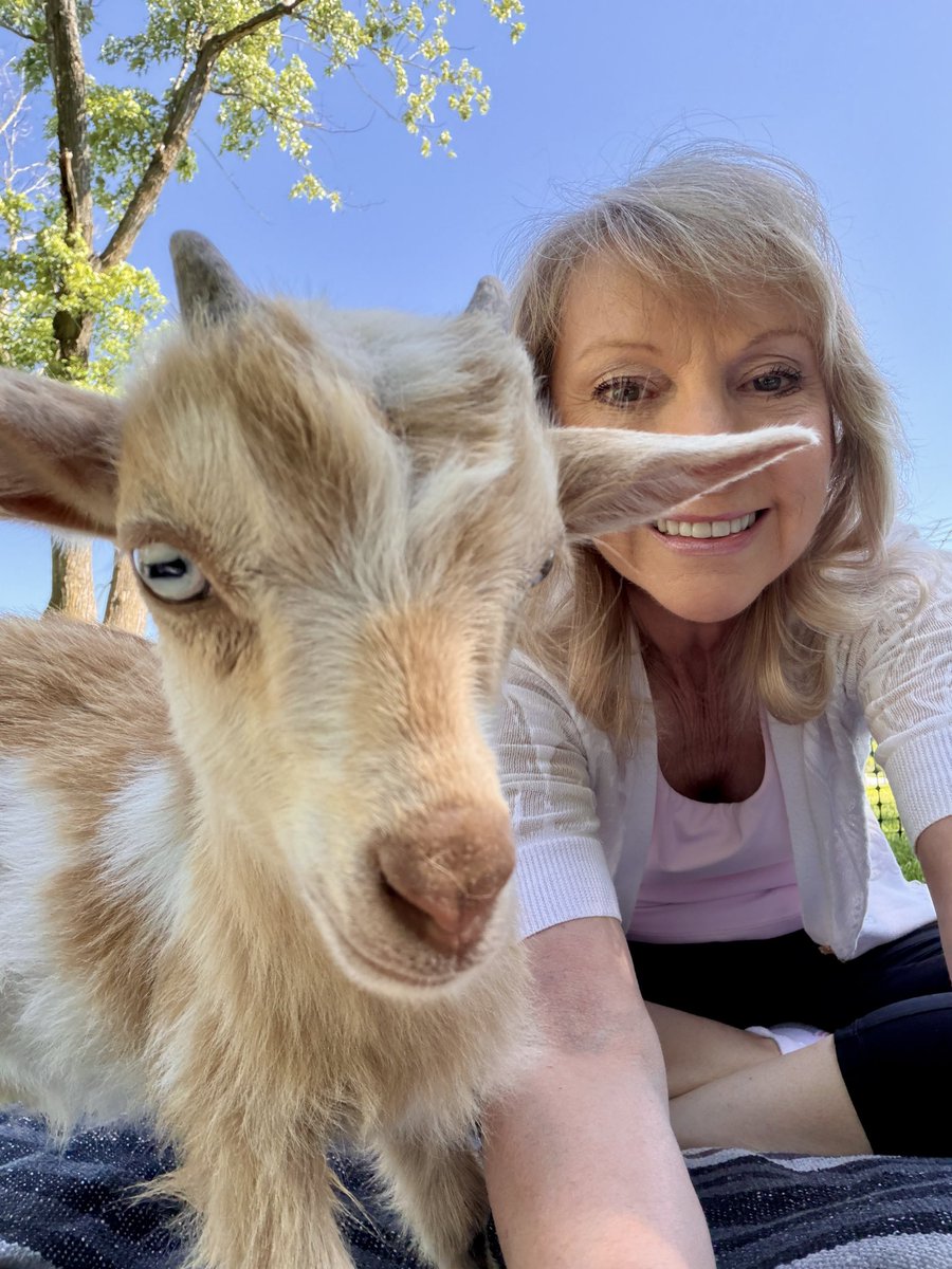 michael25961337's tweet image. These may be the cutest pics you’ll see all week! Joann did yoga with baby goats! 😂 While you do yoga, the goats wander around you.

#goat #goats #babygoats #funny #joy #happyplace #fun #wildlife