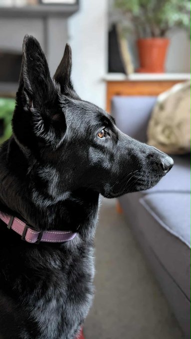 German Shepherd Rescue Elite ( GSRE ) tweet media