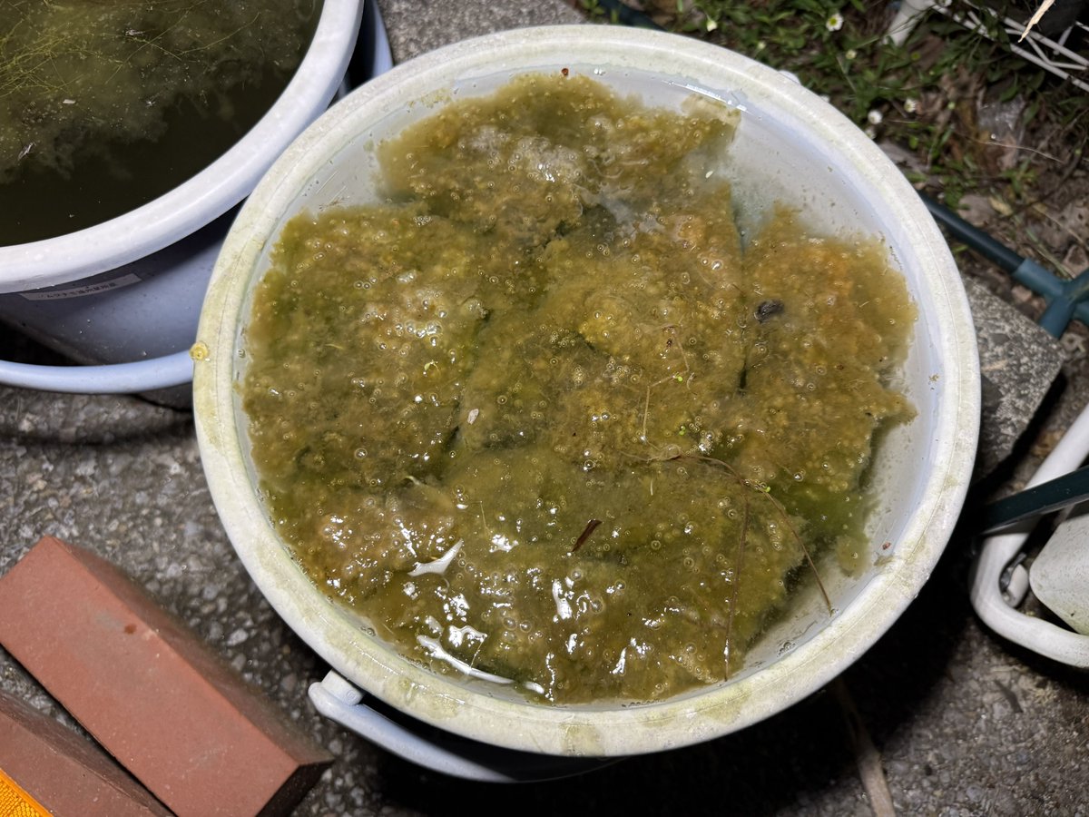 食虫植物と記念Suicaが好き(食虫) tweet media