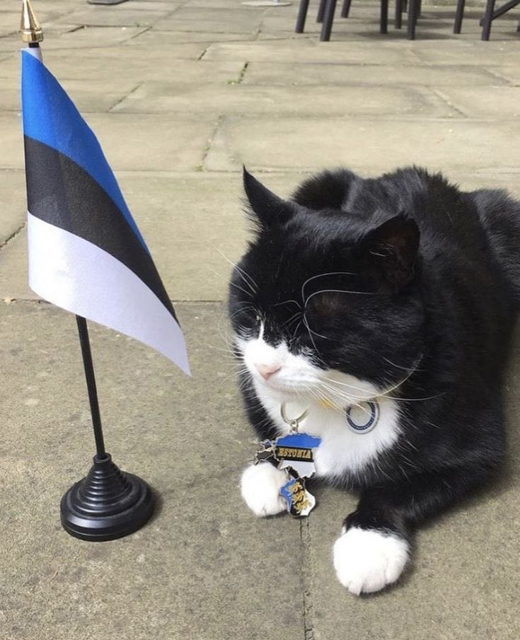 𝕯𝖊𝖗𝖎𝖓⋆.🐈⋆⏾ tweet media
