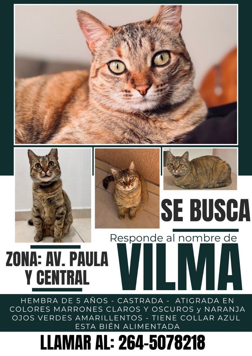 BUENOS DÍAS! Busco mi gata - desde pasado el mediodía del 29 de abril no vuelve 

Cualquier dato, agradezco 💛🤞🏻✨