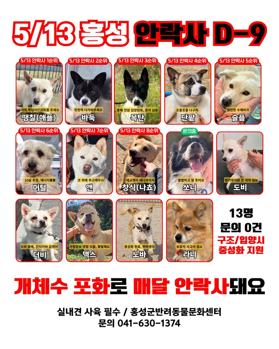 5/13 안락사🚨홍성 유기견 입양 홍보 tweet media