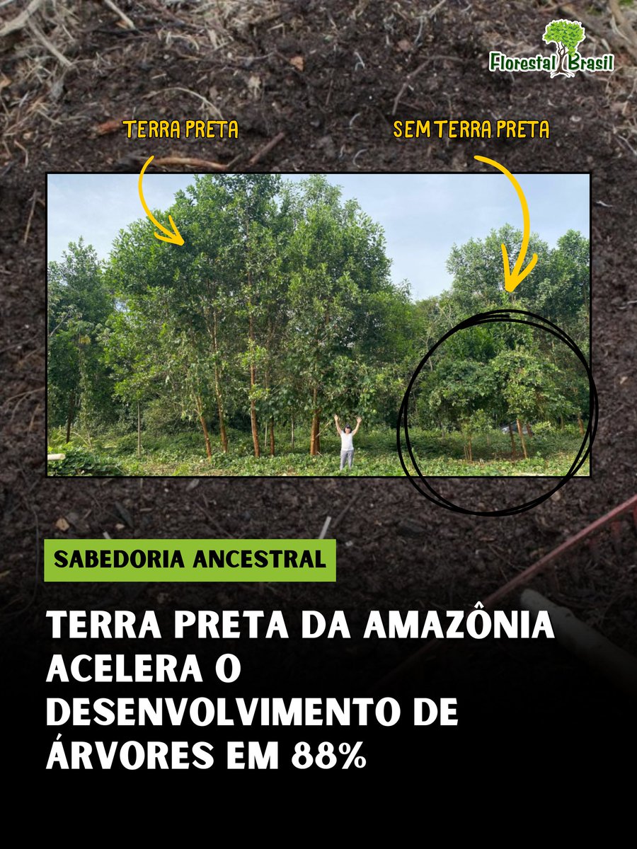 Florestal Brasil 🌳 tweet media