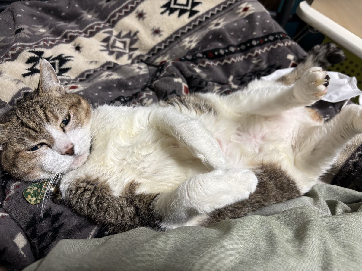 ねこ🎰🐱🤡 tweet media