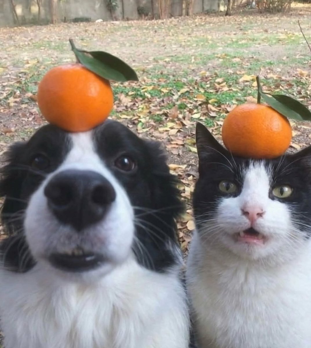 CuteCatsMagic's tweet photo. Which one do you like more ? https://t.co/8KyEM101Sr