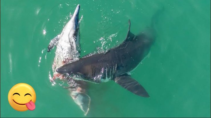 Shark tweet media