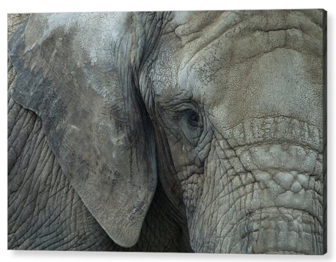 shonna99784's tweet image. An African elephant's face is captured in detail, showcasing its deeply wrinkled skin and thoughtful expression. The close-up view highlights the texture of its ear a… 🛒 ⬇️ 

Elephants Wrinkled Expression of Wisdom shonnahawkinsphotography.com/featured/eleph…

#Elephant
#WrinkledExpression
#Wisdom
