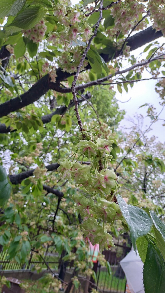 erixusj's tweet photo. @expo2027product 花びらが黄緑色の桜を見て癒されました😳 https://t.co/k233n7reVV