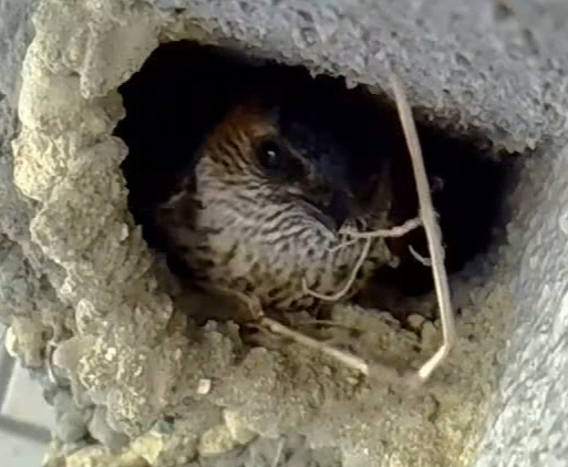 take1bit's tweet image. Hello from Japan 🇯🇵🪺

A red-rumped swallow peeking out of her 
unique pot-shaped nest.

24/7 live cam → youtube.com/@Take1bit/live

#birdwatching #wildlife #birds #Japan #swallow #birdcam #nature