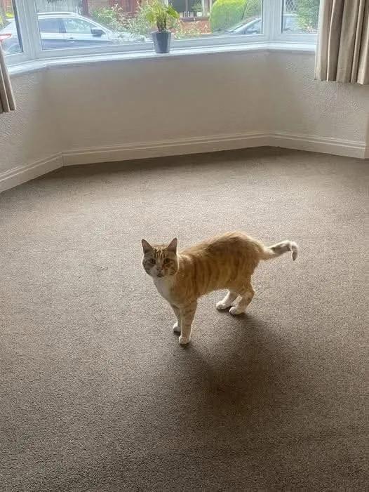 I bought this house three weeks after my divorce finalized and I've been sleeping on an air mattress in the living room because the bedroom feels too big for just me. Then this cat showed up. Neighbors said he belonged to the woman who lived here before, that he's been hanging