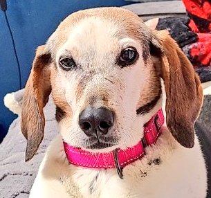 wonderbeaglemurphy tweet media
