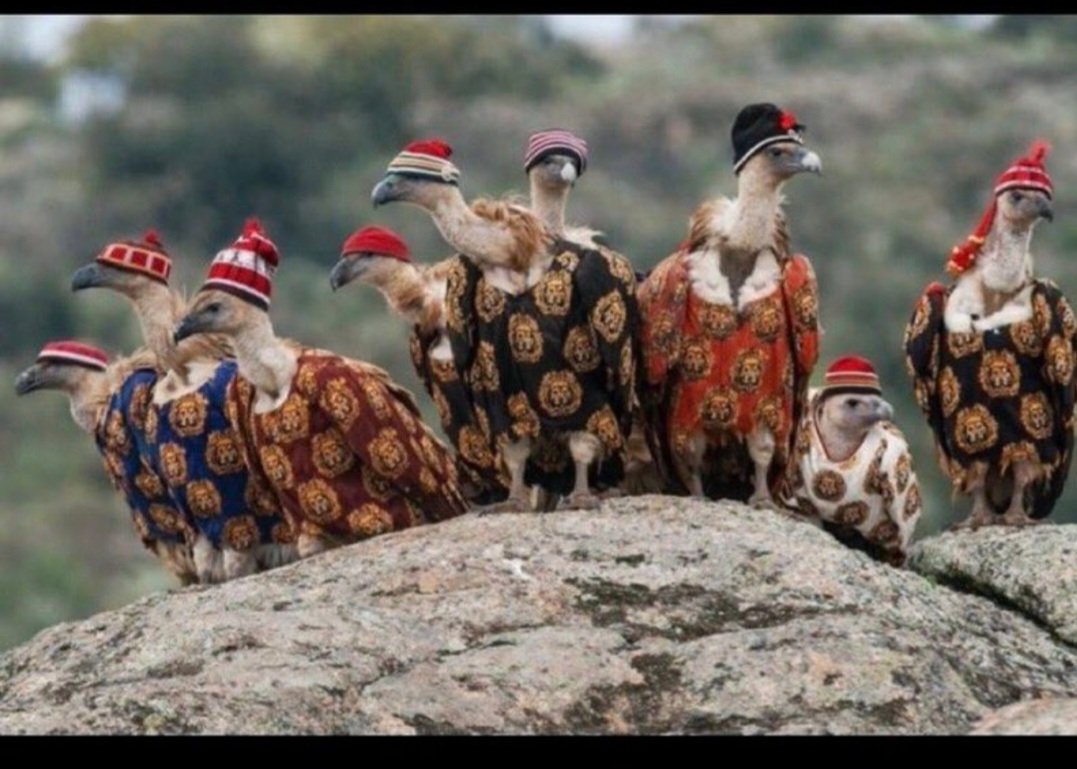 Ọbatala Son tweet media