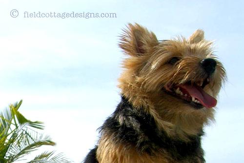 One dog every hour tweet media