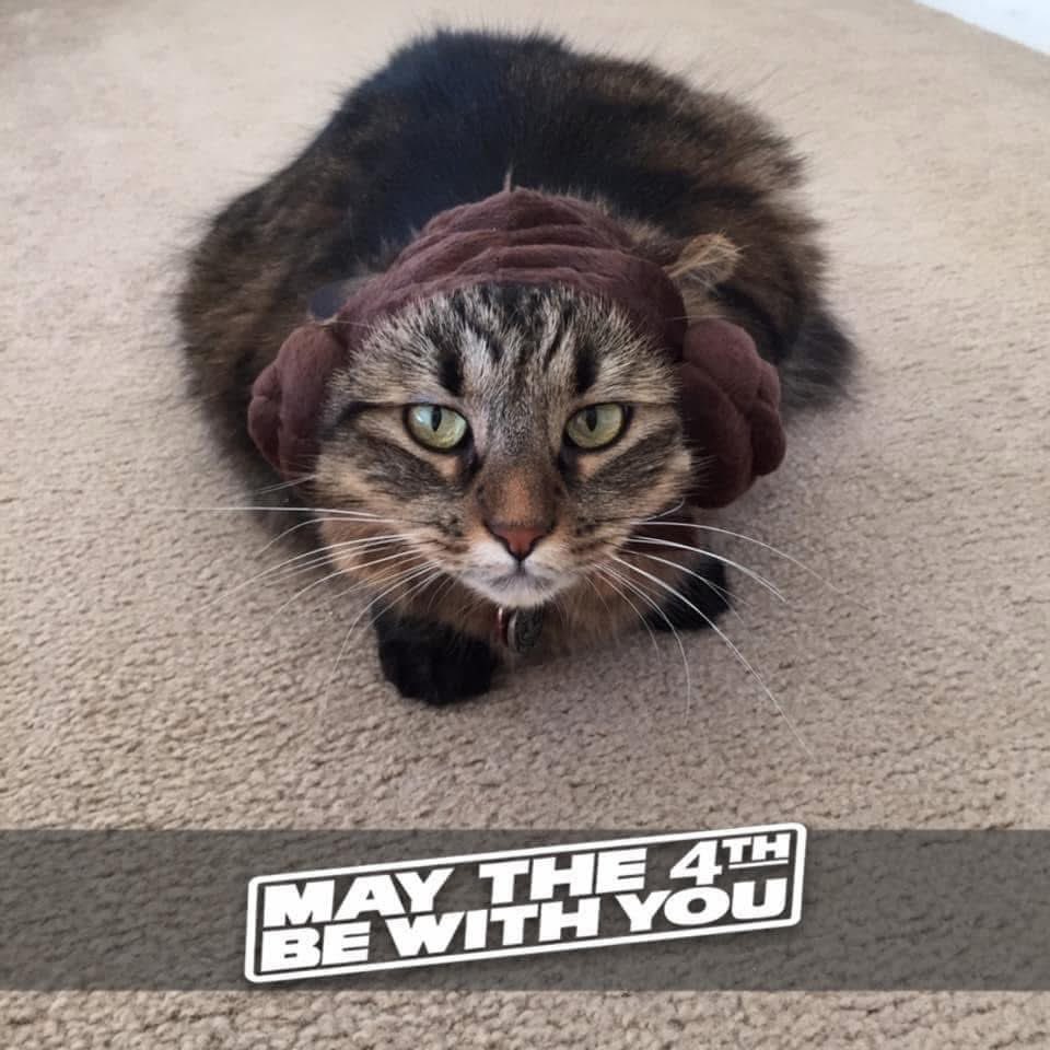 littlekatmom's tweet image. Mat The 4th Be With You
#cats #starwars