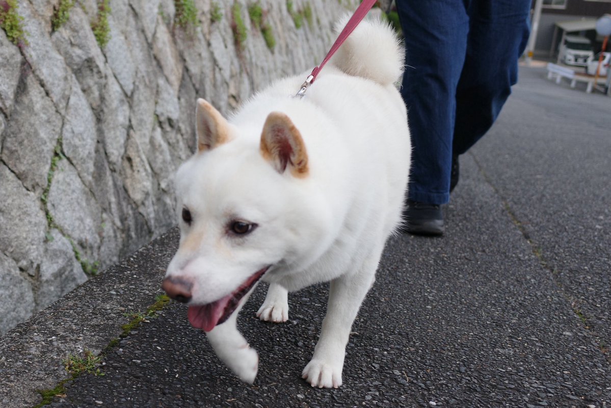 SirMiles90125's tweet image. 今日は(いつもだけど)行く道決めてるんですーー
だって🐕
#犬バカ部 #dog #shiba #shibainu #柴犬 #白柴 #和犬 #shibadogs #shibainulove #petstagram