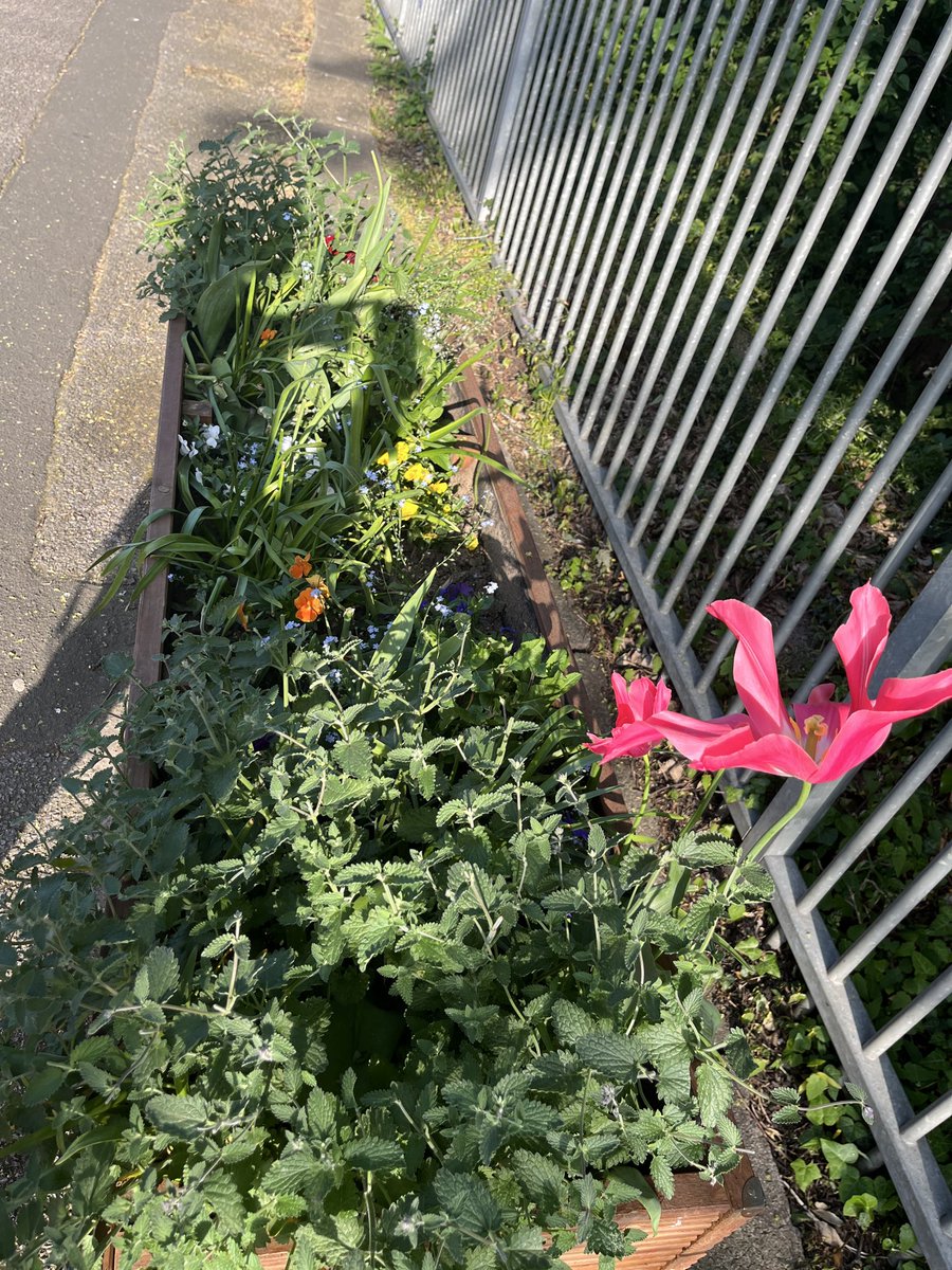 GrumpyJustinC's tweet photo. I tip my hat to whoever looks after the planters at @SW_Help Raynes Park looking lovely in the sun https://t.co/uI6Og3Lnzo