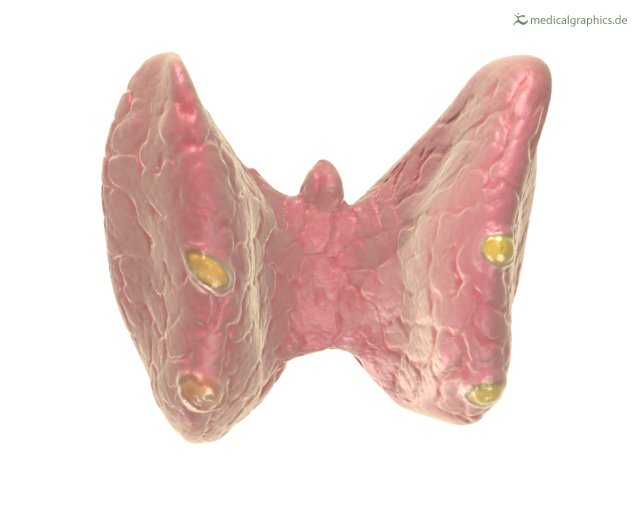 DrsansariOrd's tweet image. 🧠 Quiz Time‼️
Can you name this organ❓ 👀
(Comment your answer 👇)
#AnatomyQuiz #HumanBody"