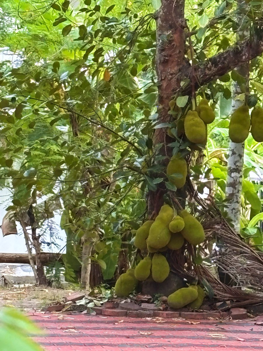 AyeDhanno's tweet photo. Life in Keralam
#ayedhannotravels https://t.co/McihXGOyF1