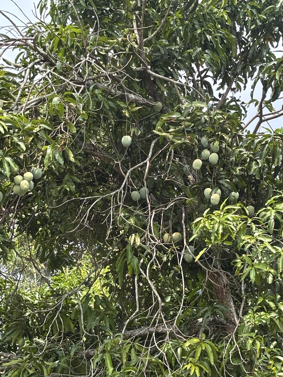 AyeDhanno's tweet photo. Life in Keralam
#ayedhannotravels https://t.co/McihXGOyF1