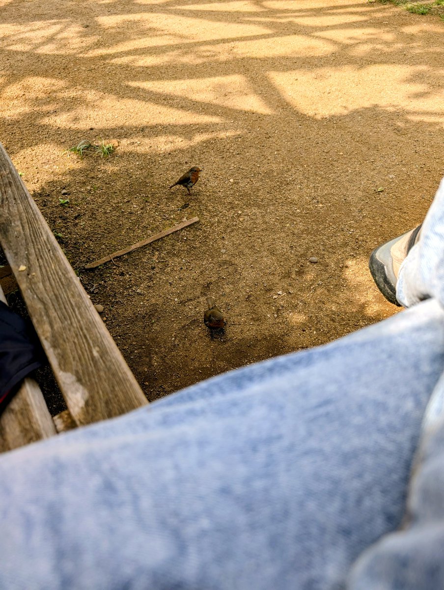 phantomtoll's tweet photo. I've good two nosy robins,but can't get any closer... *You win @HazelRothschild #currentview https://t.co/xMAKxoeqjX